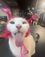 maow_