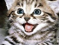 CiberCat