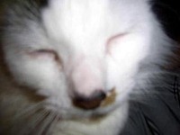 Mousethecat