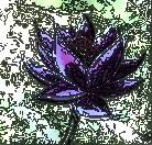 a_dumple's Avatar