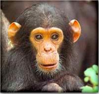 monkeyfunk