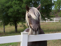 horse11