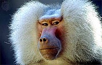 BaboonLeader