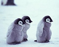snowbella