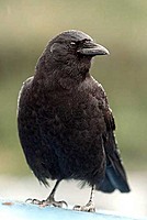 ICorTeZI