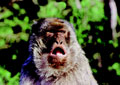 Merchandiz's Avatar
