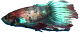 allisfine