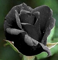 ladyblak