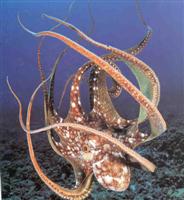 octopus4