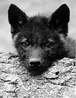 lycanwolf4