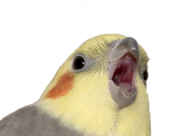 Cu-Bo