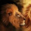 Golden_Lion
