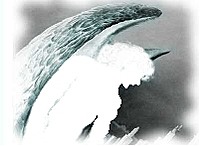 vengefullangel