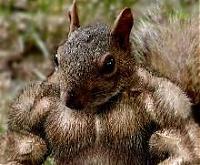 BigMuffin