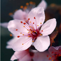 Ragingblossom