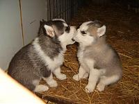 whitewolfz
