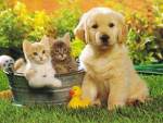 puppy_10v3r
