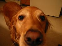 KarateDog01