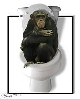 monkeymanpoo