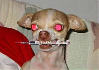 Unreal_The_Poodle