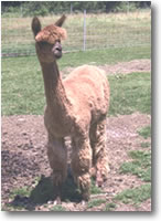 TeamAlpaca