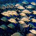 fishfishfishfishfish