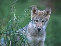 PMS_Wolf