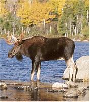 mooseface89