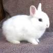 bunnybunny