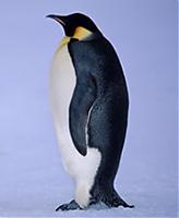 PenguinDudeGuy