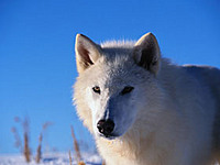 Wolfblitzer