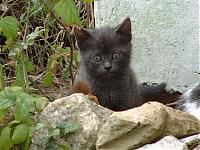 Kitty8