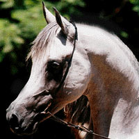 horselover101