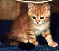 kitty_kitty_yay