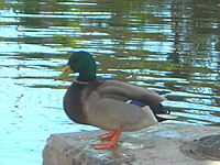 birdman123321