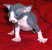 t3h1337pwnz's Avatar