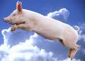 flyinpiggy