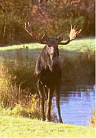 mooseyfate's Avatar