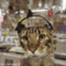 Phynx