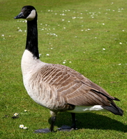 leetic